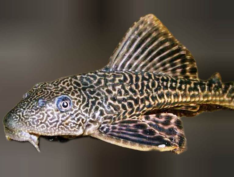 Ilustrasi ikan sapu-sapu di sungai Jakarta yang tercemar dan kaitannya dengan isu keamanan pangan pedagang somay